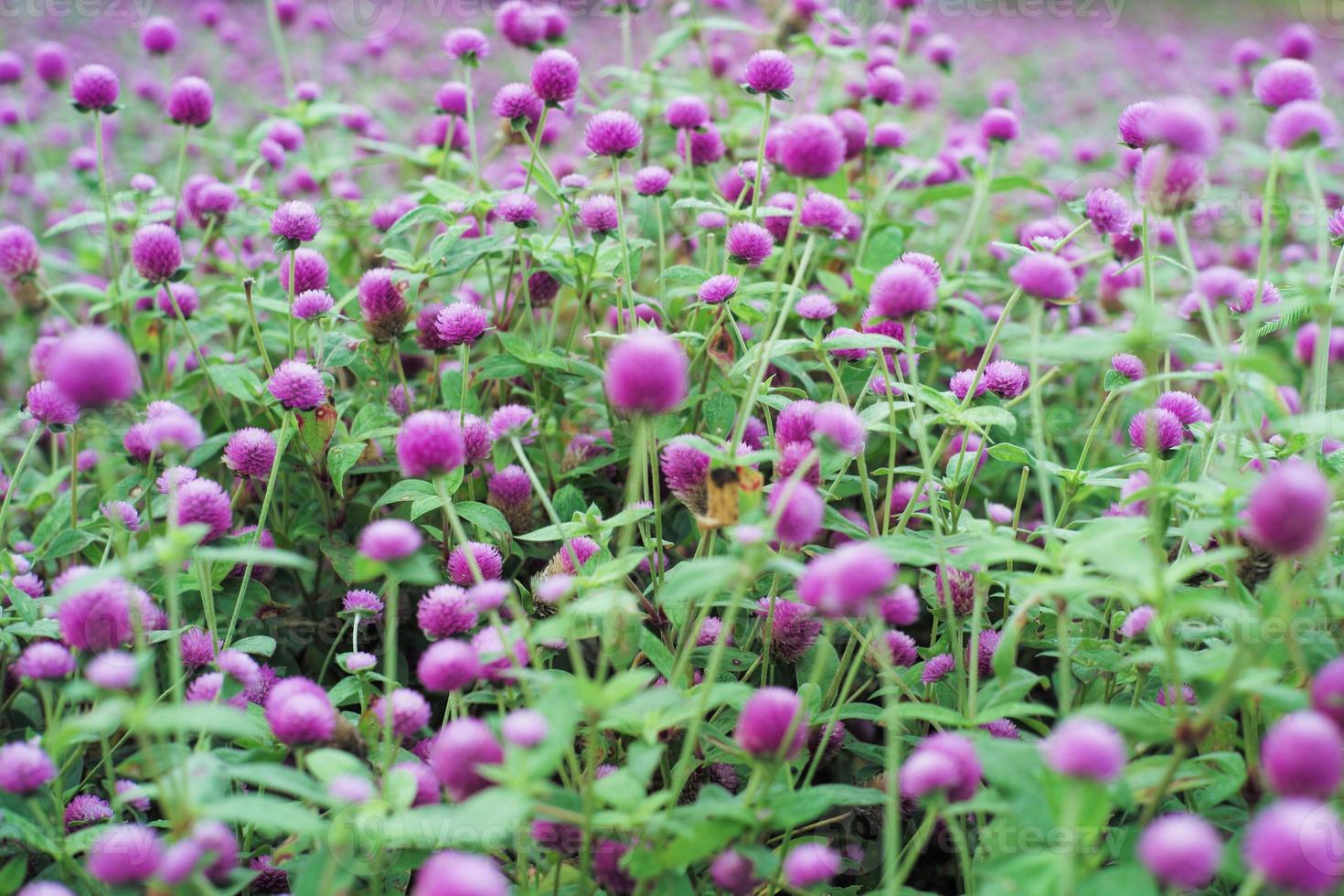 Selective focus on crowded of pink blossom amaranth flowers in the wide filed with defocued foreground and background of blossom flowers photo