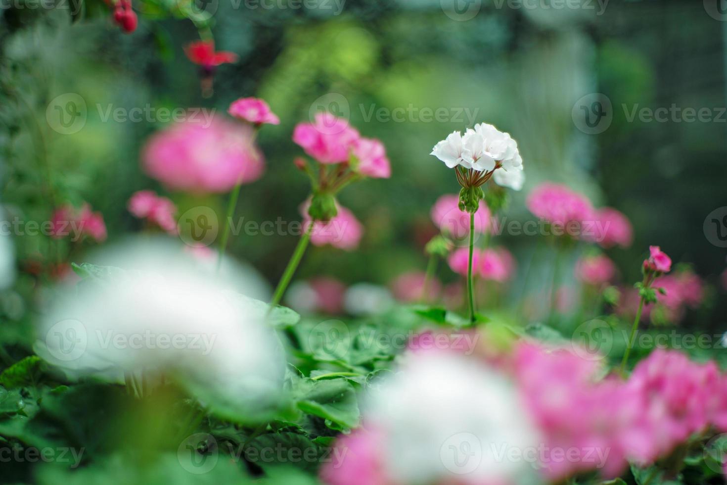 Selective focus on bouquet of white blossom flowers in the farm with defocued foreground and background of blossom flowers photo