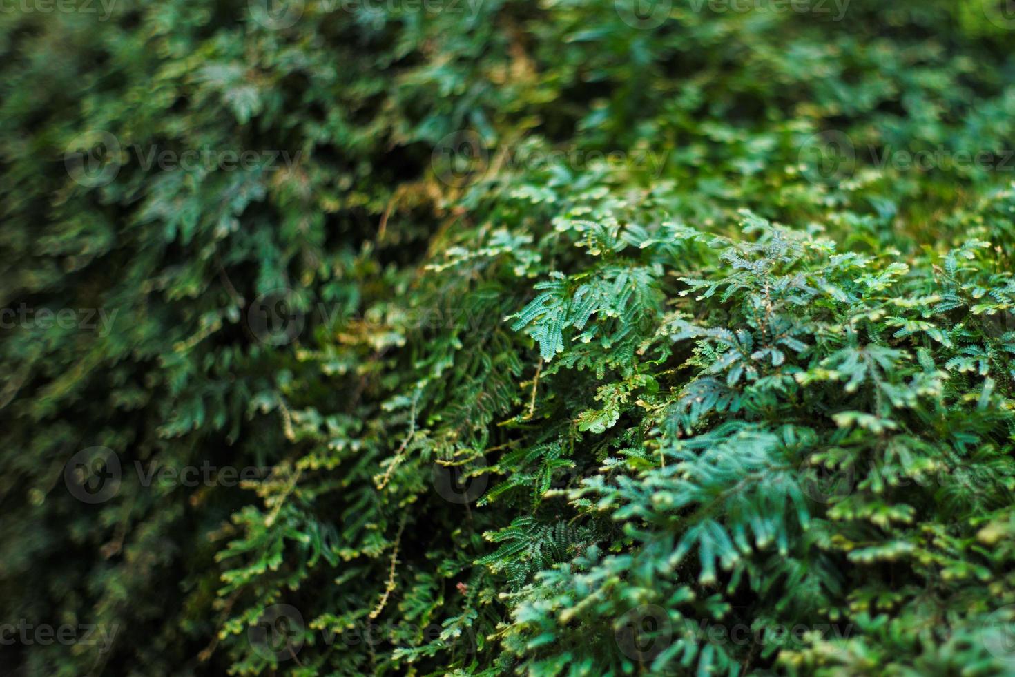 Selective focus on the green leaf of bushes with defocused background of plantation of tree. photo