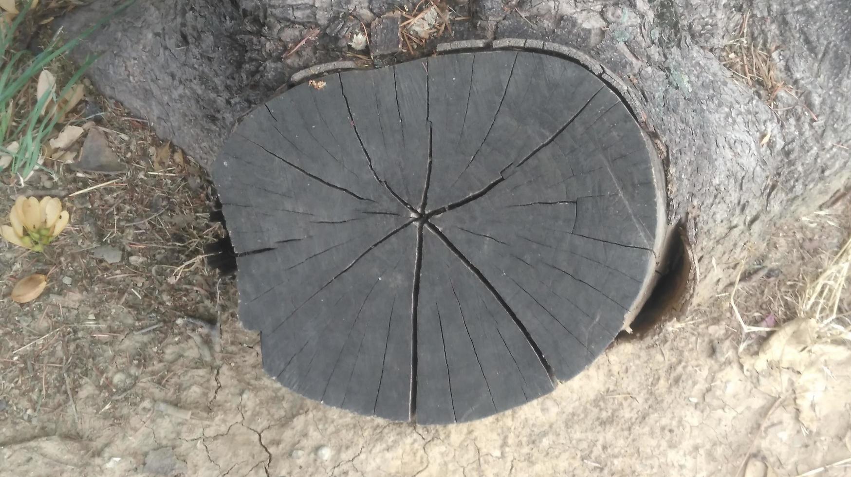 Trees, leaves and stumps in the park photo