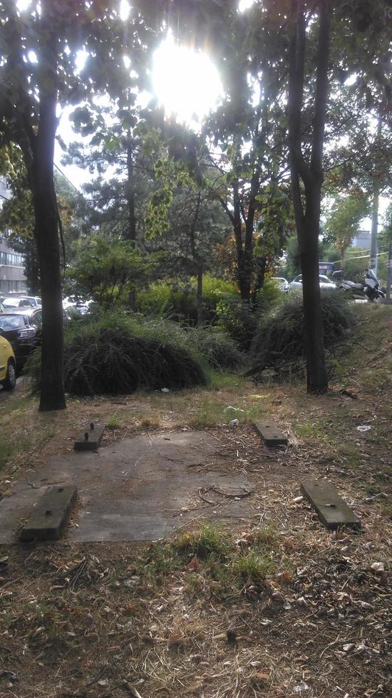 Trees, leaves and stumps in the park photo