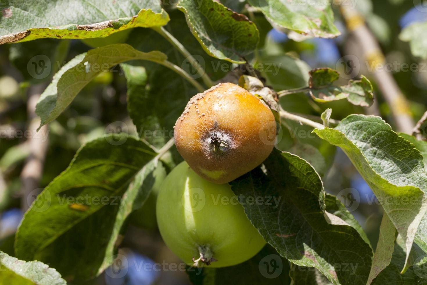 rotten apple on a tree photo