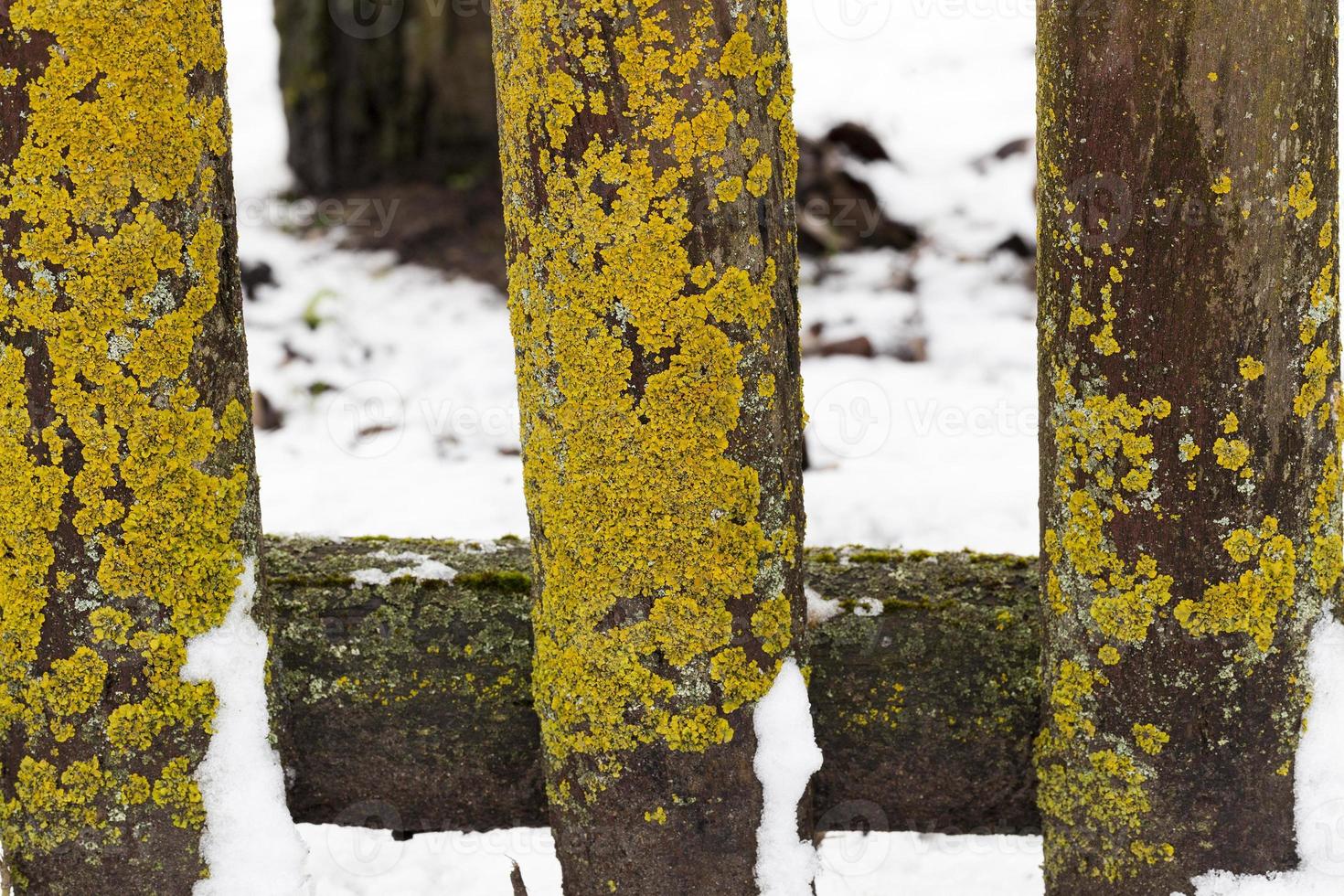 Old wooden fence photo