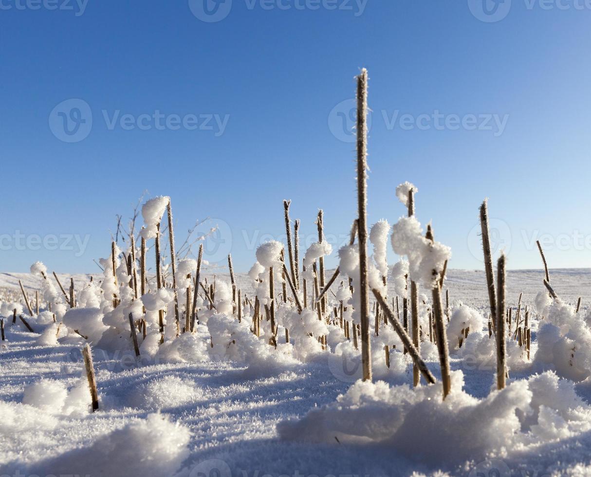 Snow drifts in winter photo