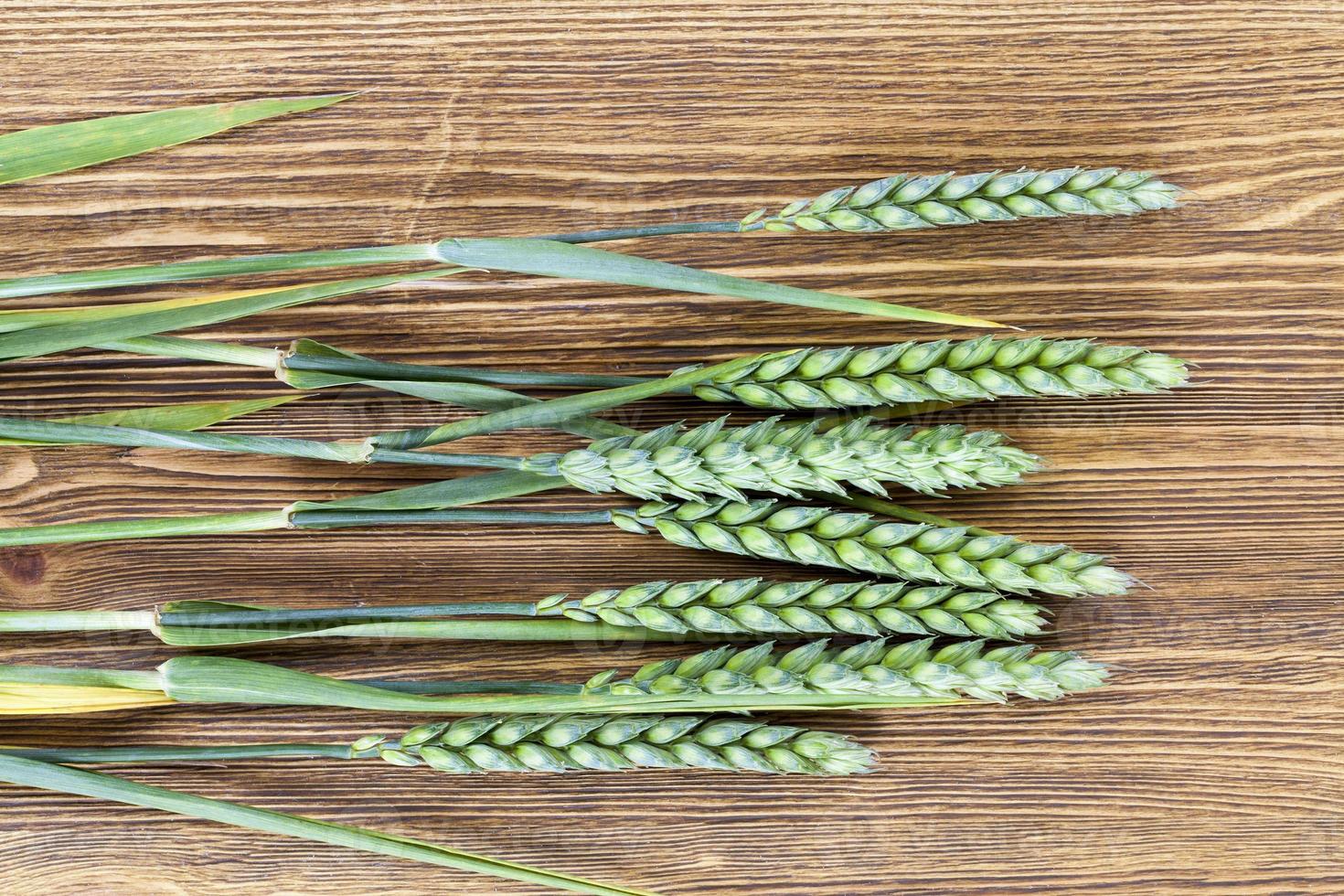 green ears of wheat photo