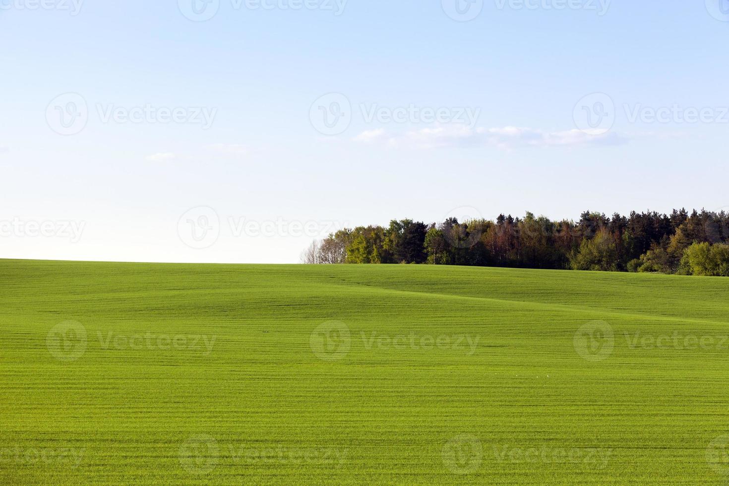 green field and forest photo