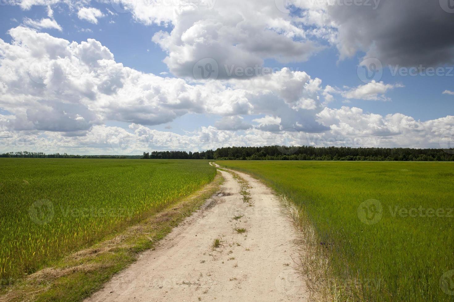 camino a través del campo foto