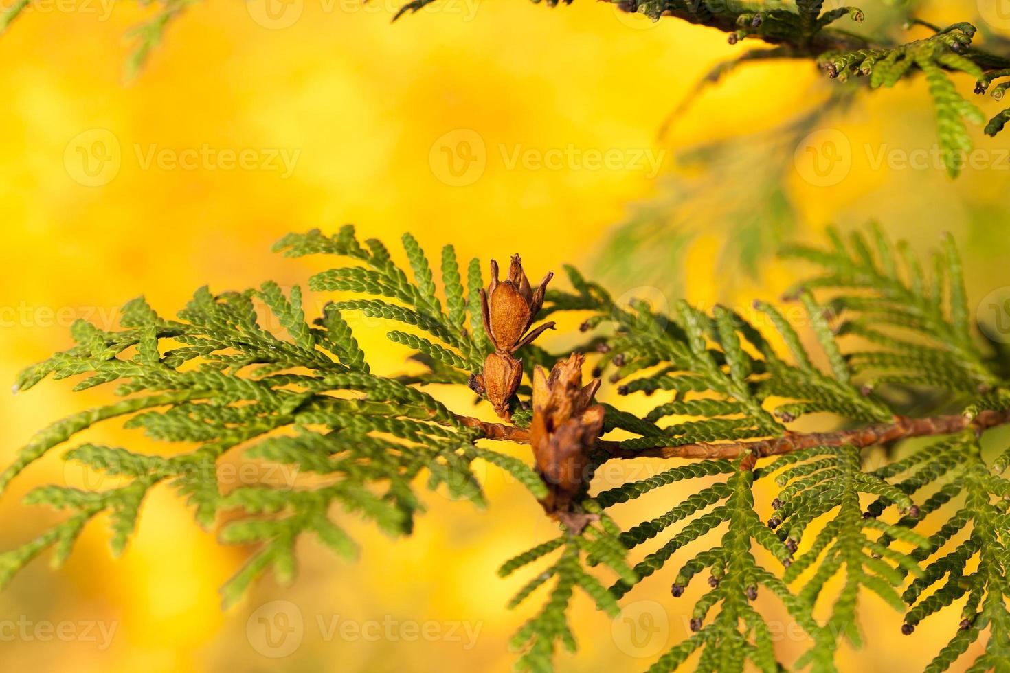needles and trees fall photo