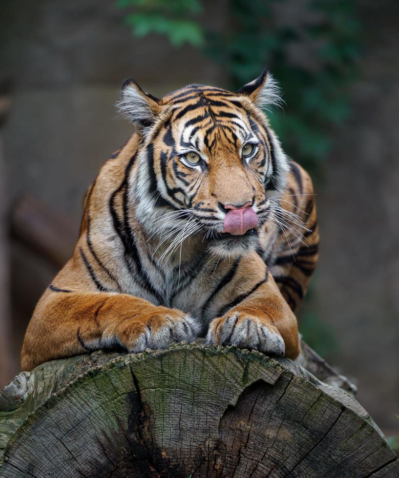 Sumatran tiger on log photo