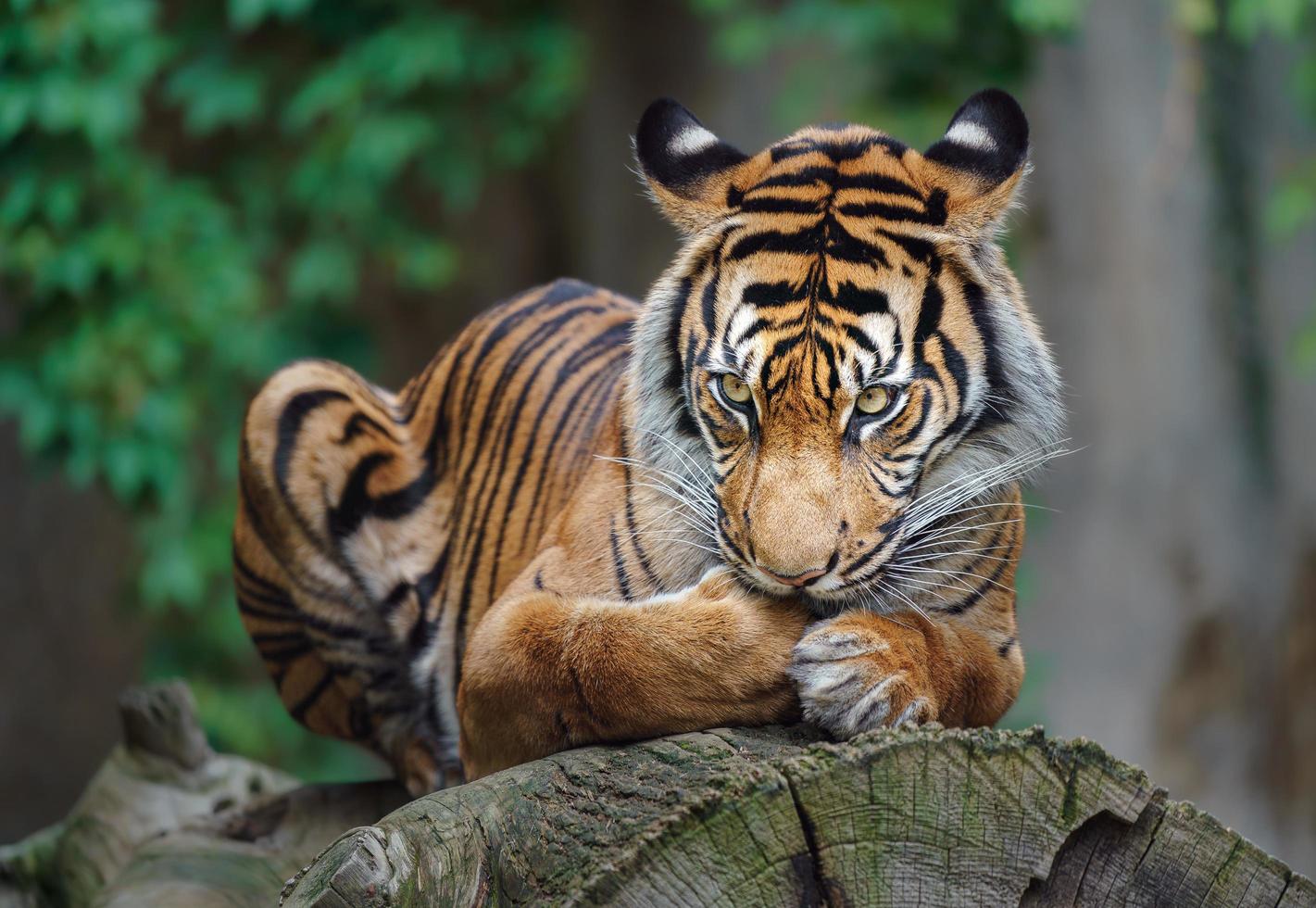 Sumatran tiger on log photo