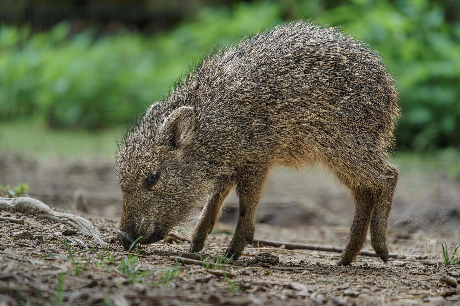 Little Chacoan peccary photo