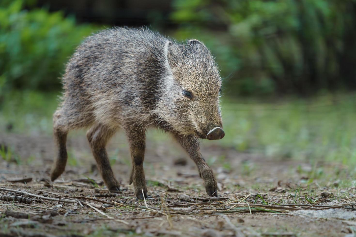 Little Chacoan peccary photo