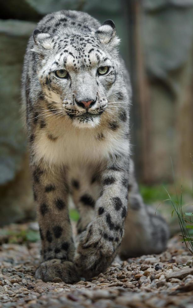 leopardo de las nieves en el zoológico foto