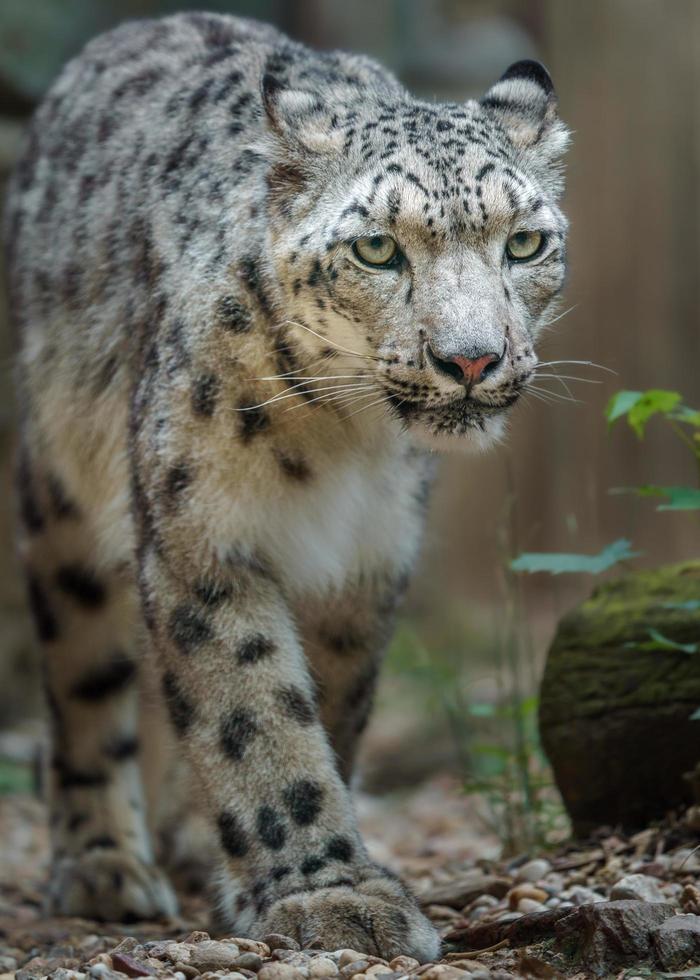 leopardo de las nieves en el zoológico foto