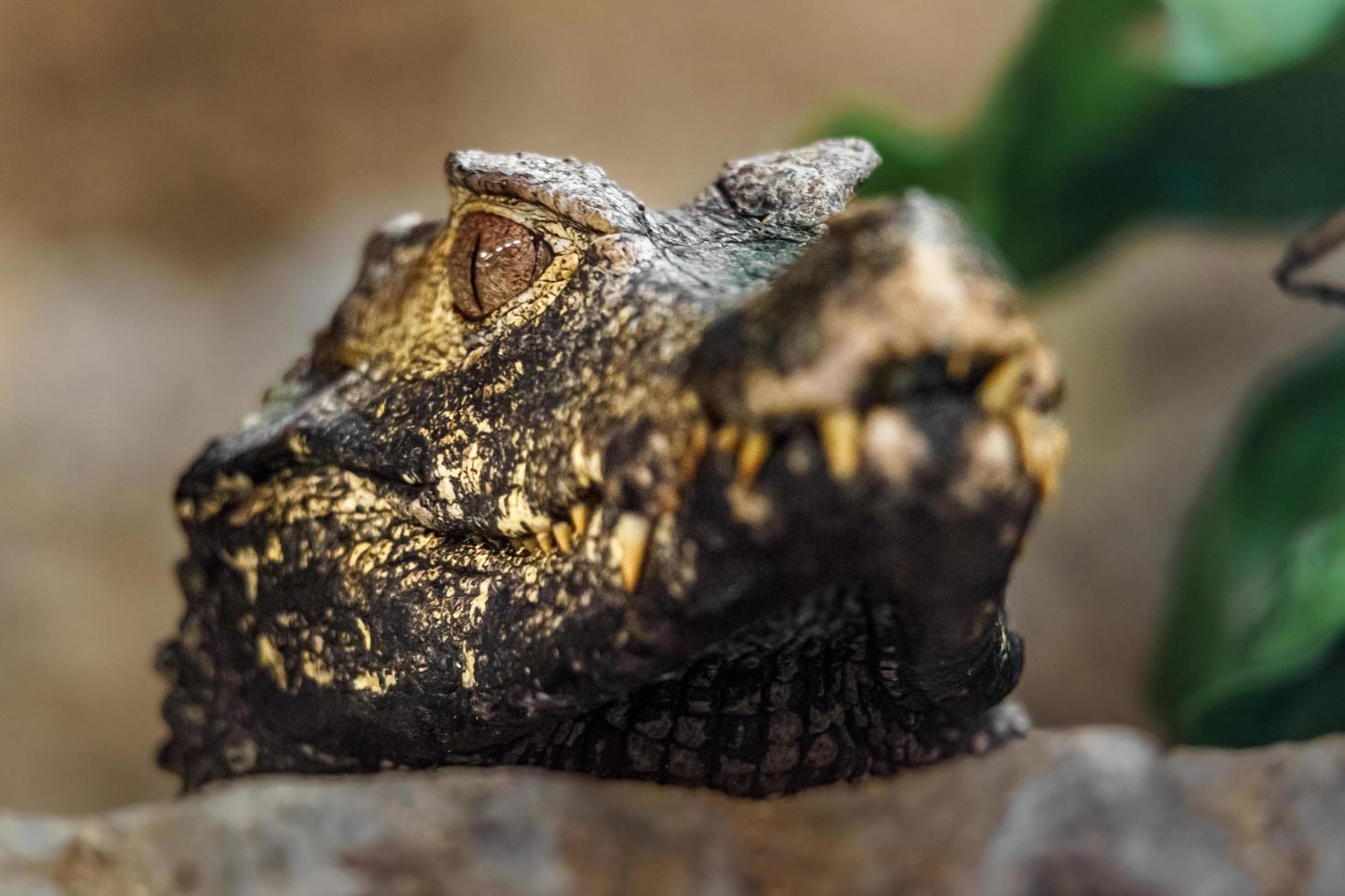 Cuvier's dwarf caiman photo