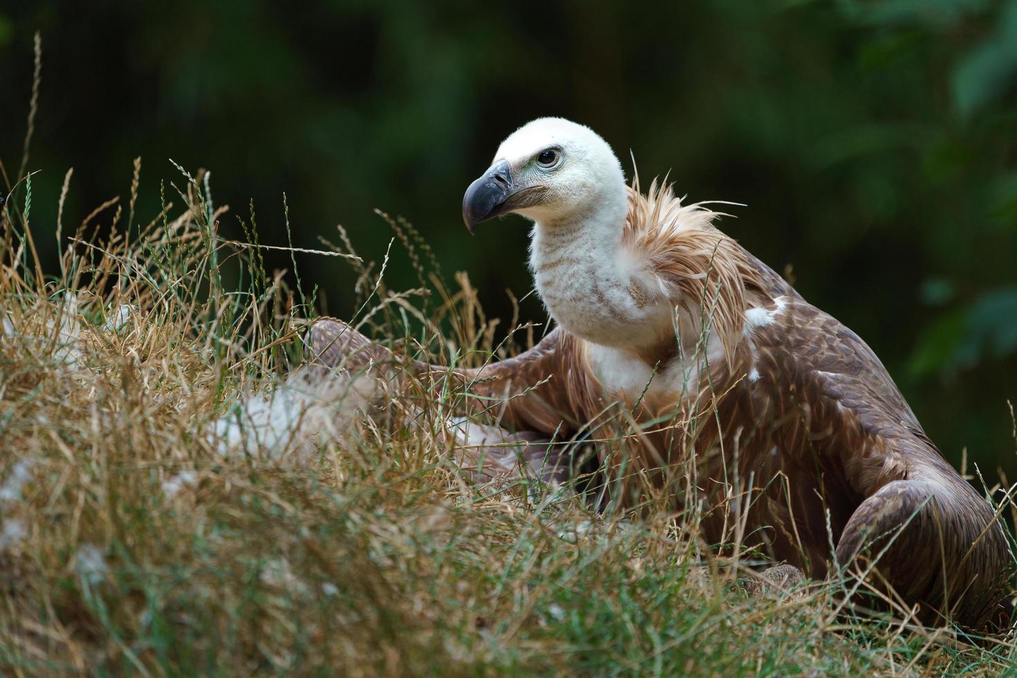 Griffon vulture in zoo photo