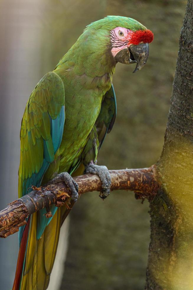 Military macaw on branch photo