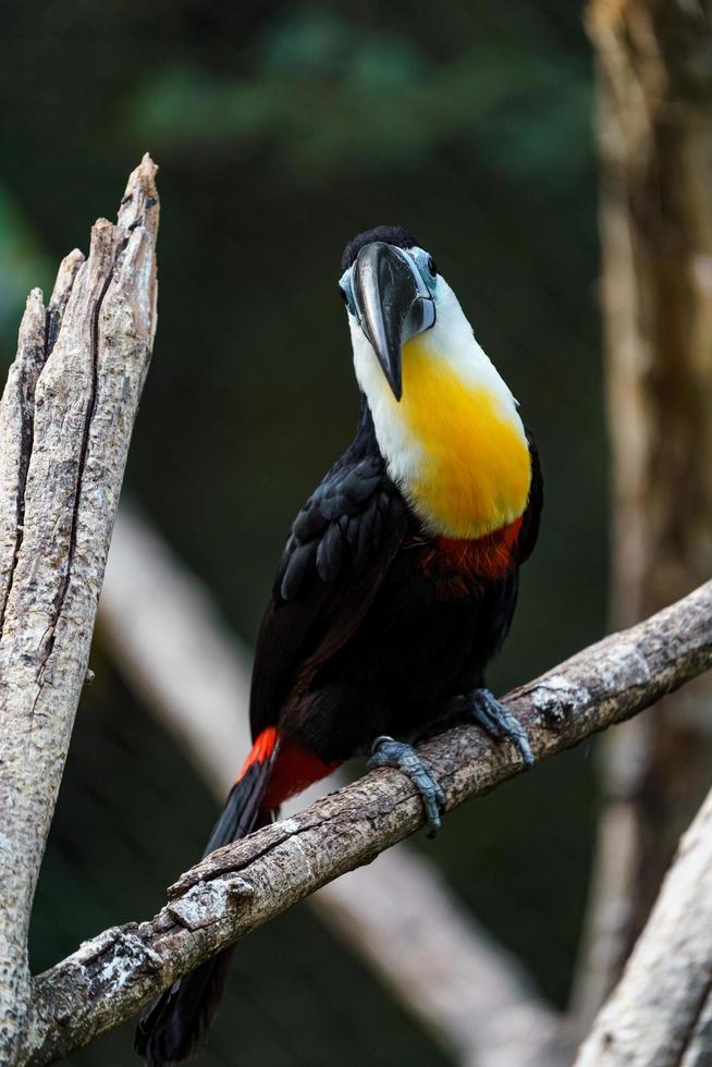 Channel billed toucan photo