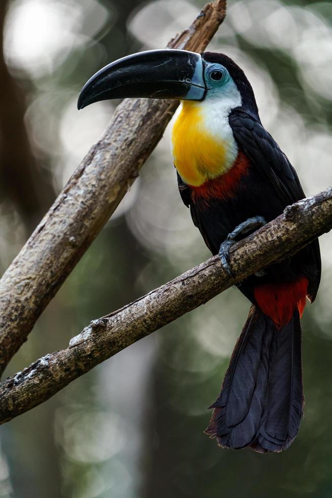 Channel billed toucan photo