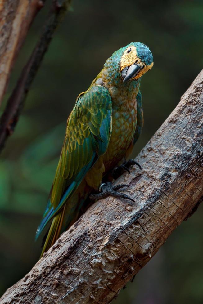 Red bellied macaw photo