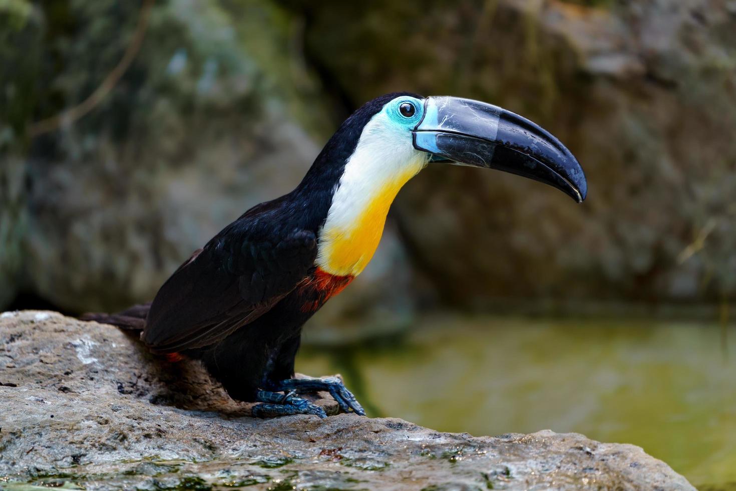 Channel billed toucan photo