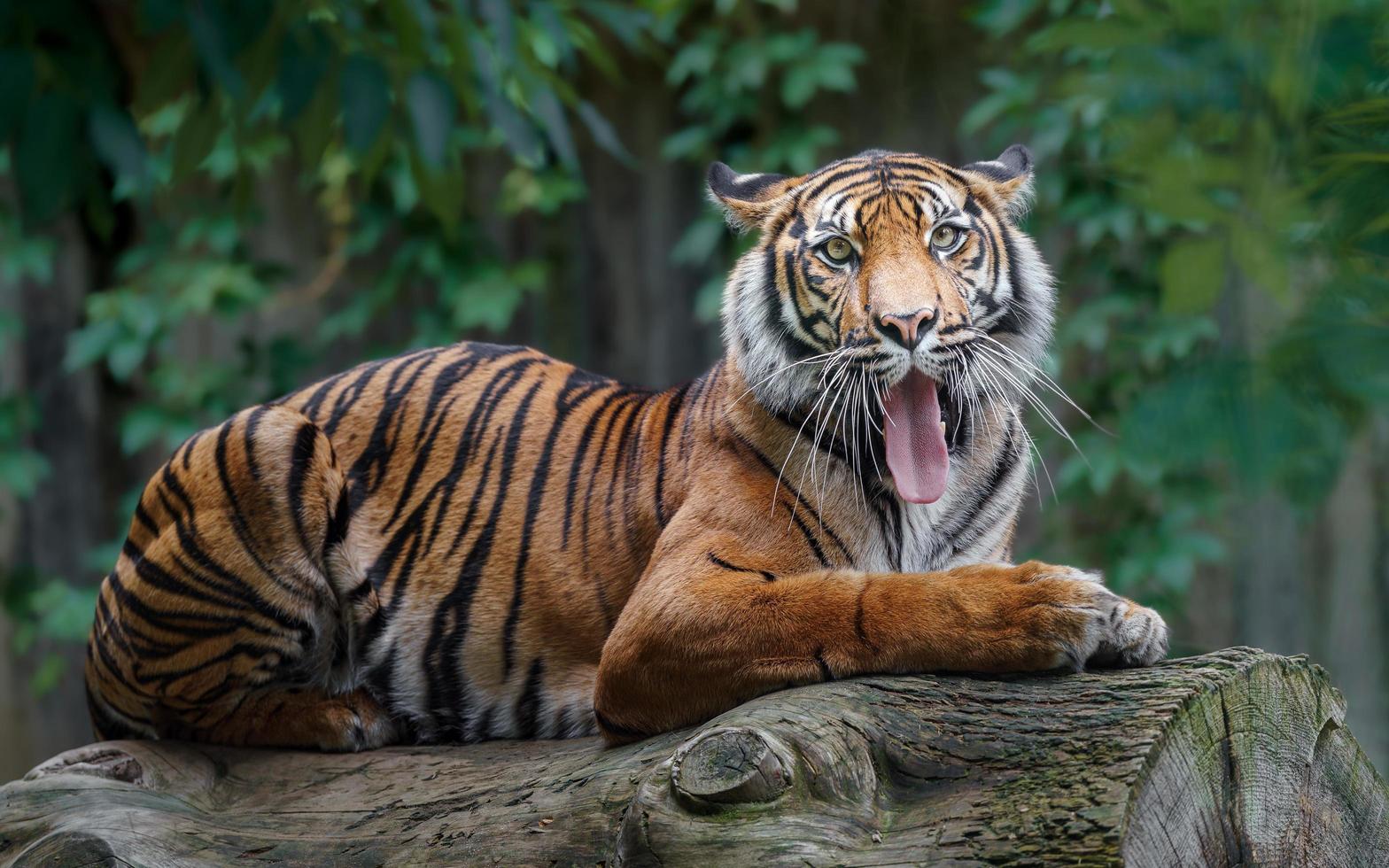 Sumatran tiger on log photo