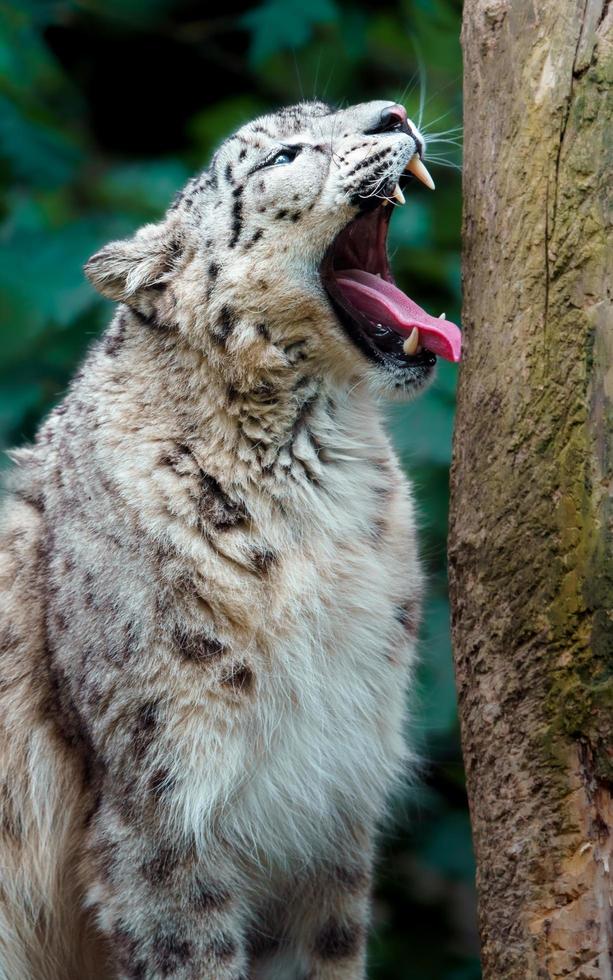 Snow leopard in zoo photo