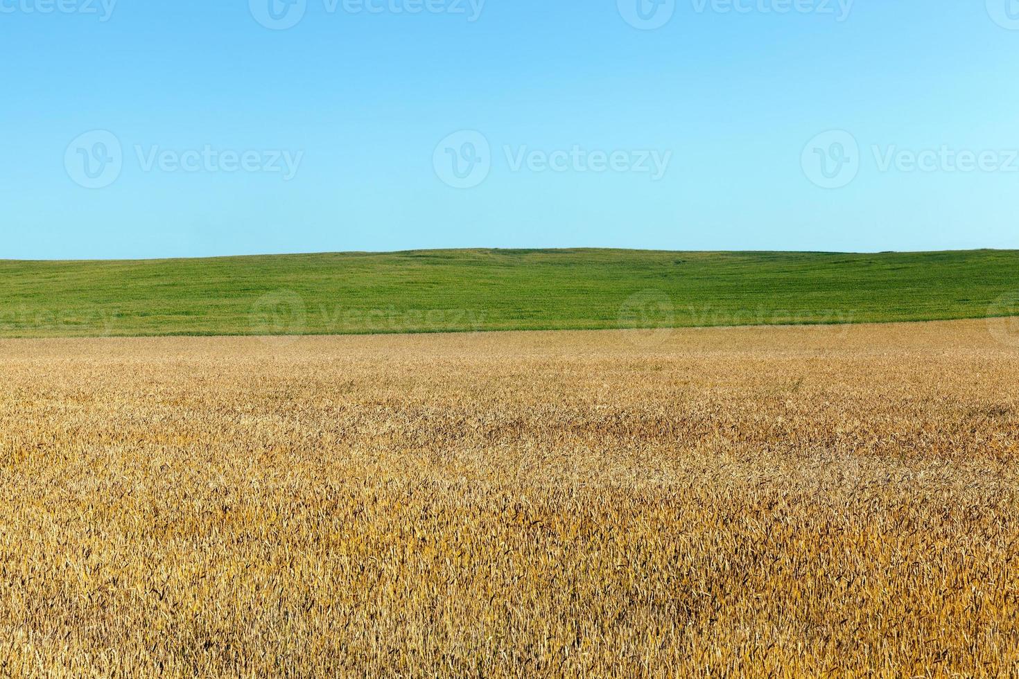 Landscape field and sky photo