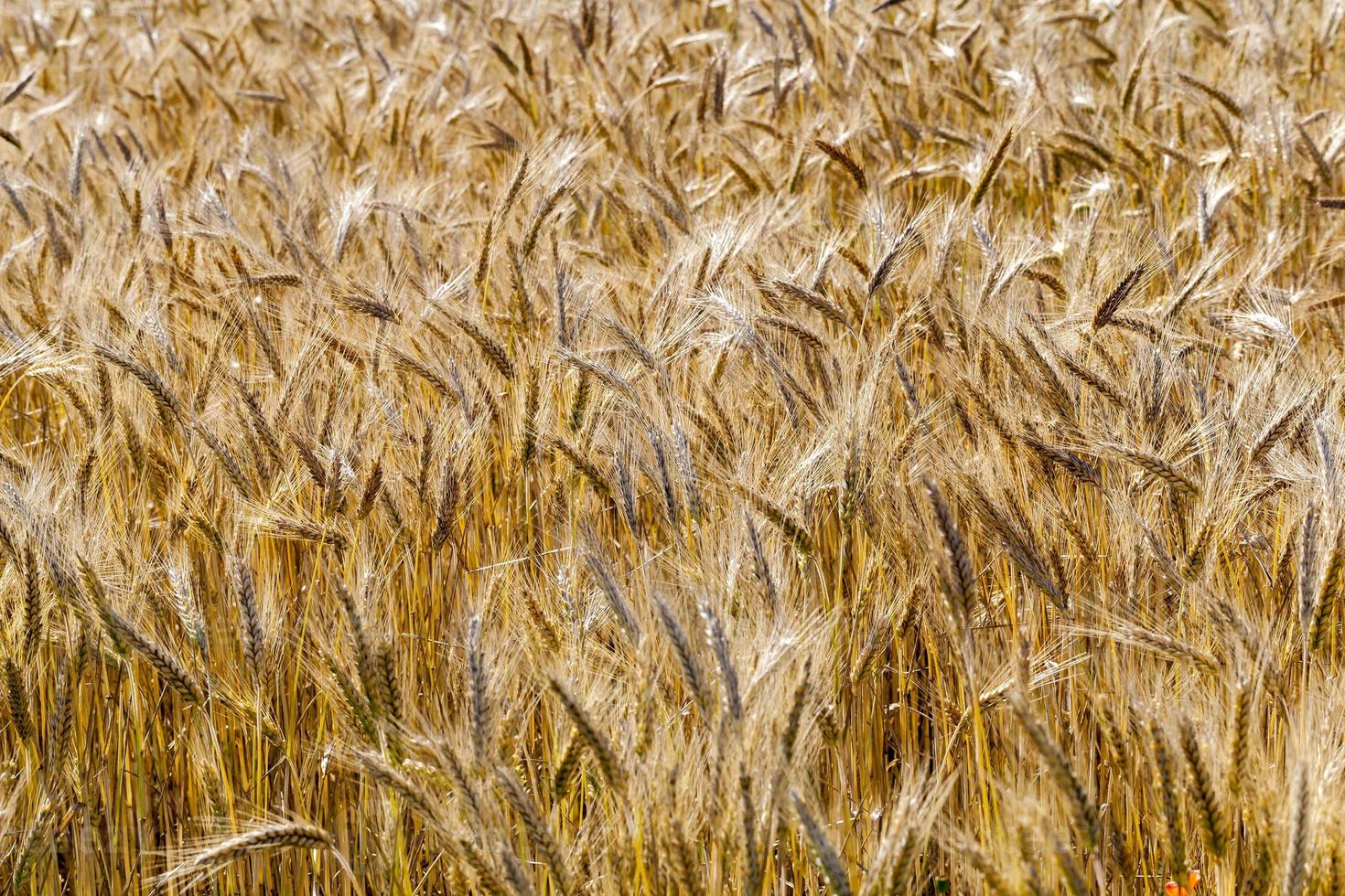 rye field, close up photo