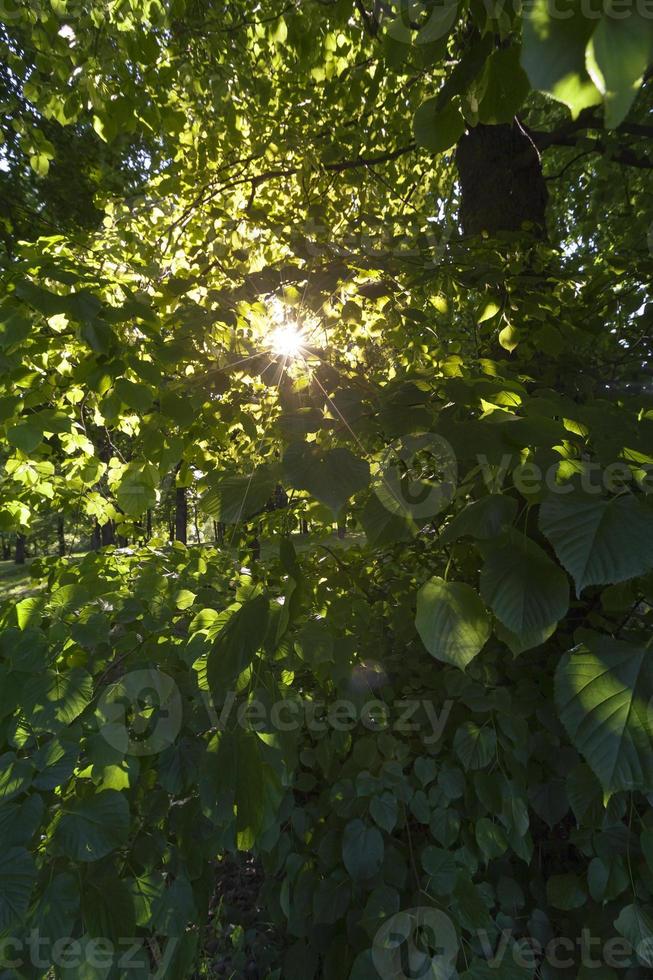 árboles de hoja caduca, primer plano foto