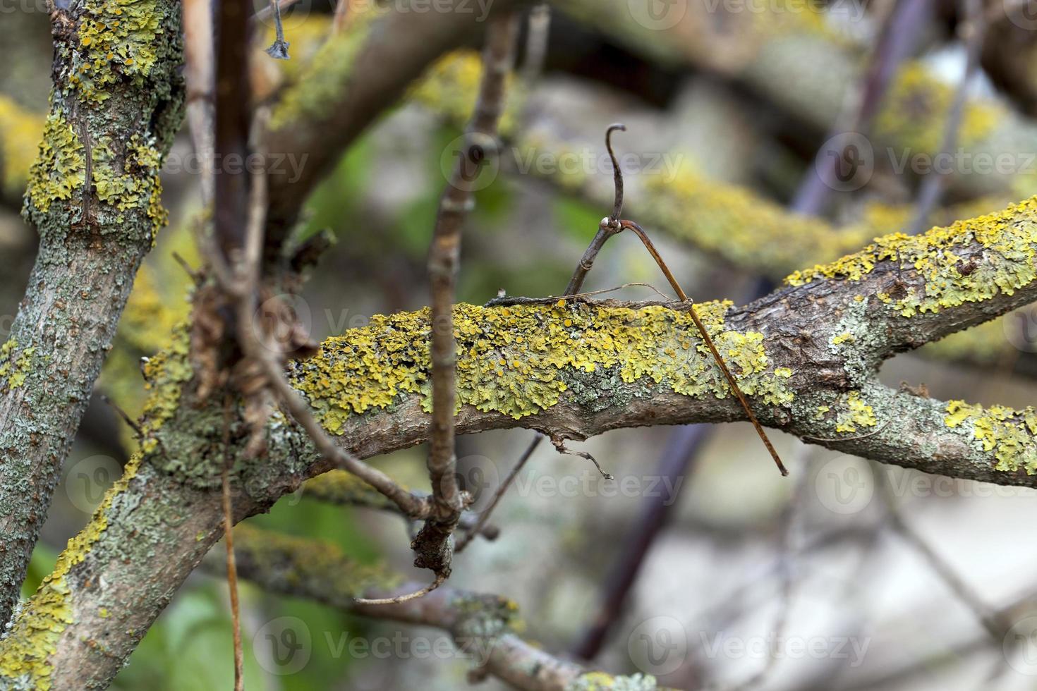 young tree branches photo