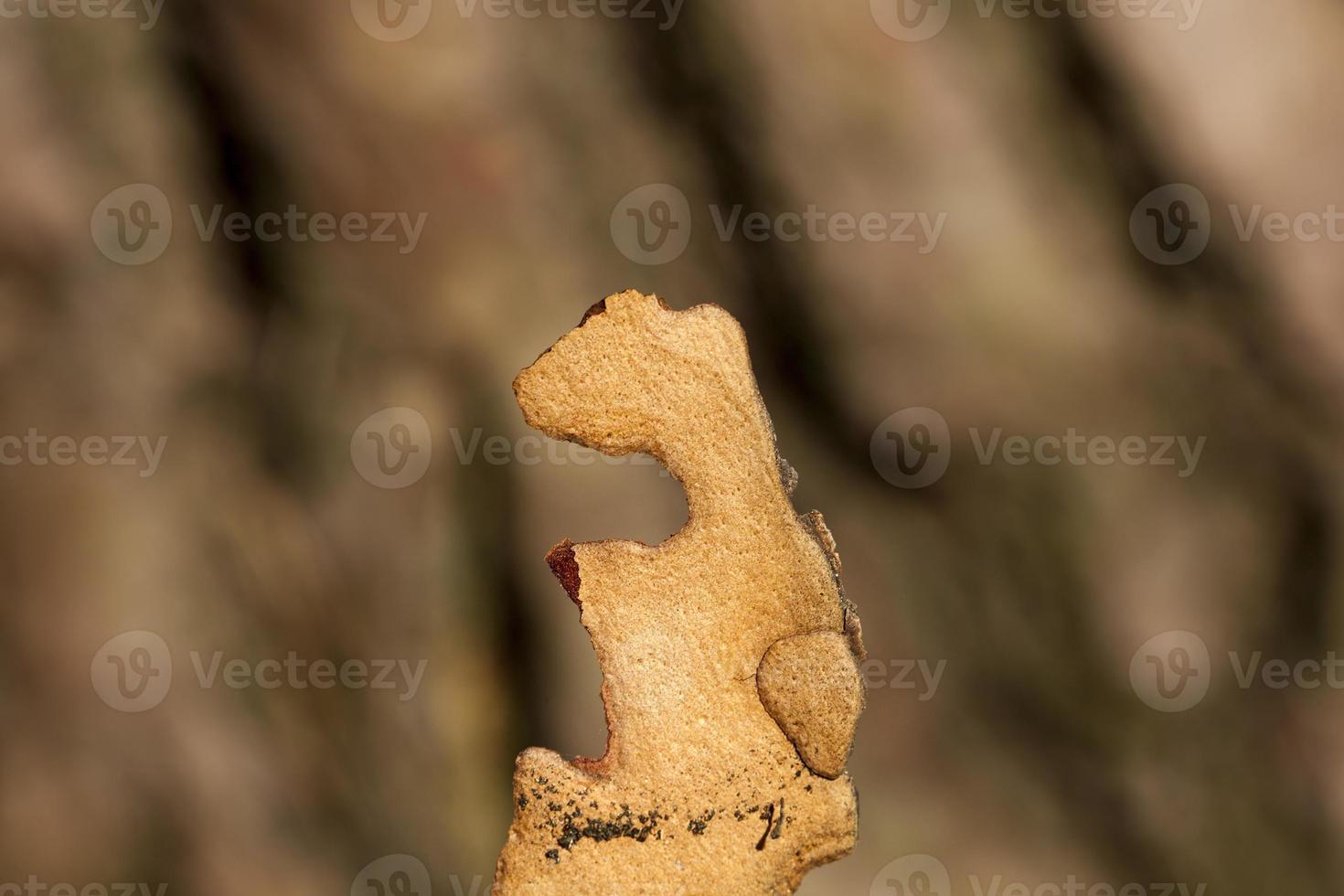 details of a tree photo
