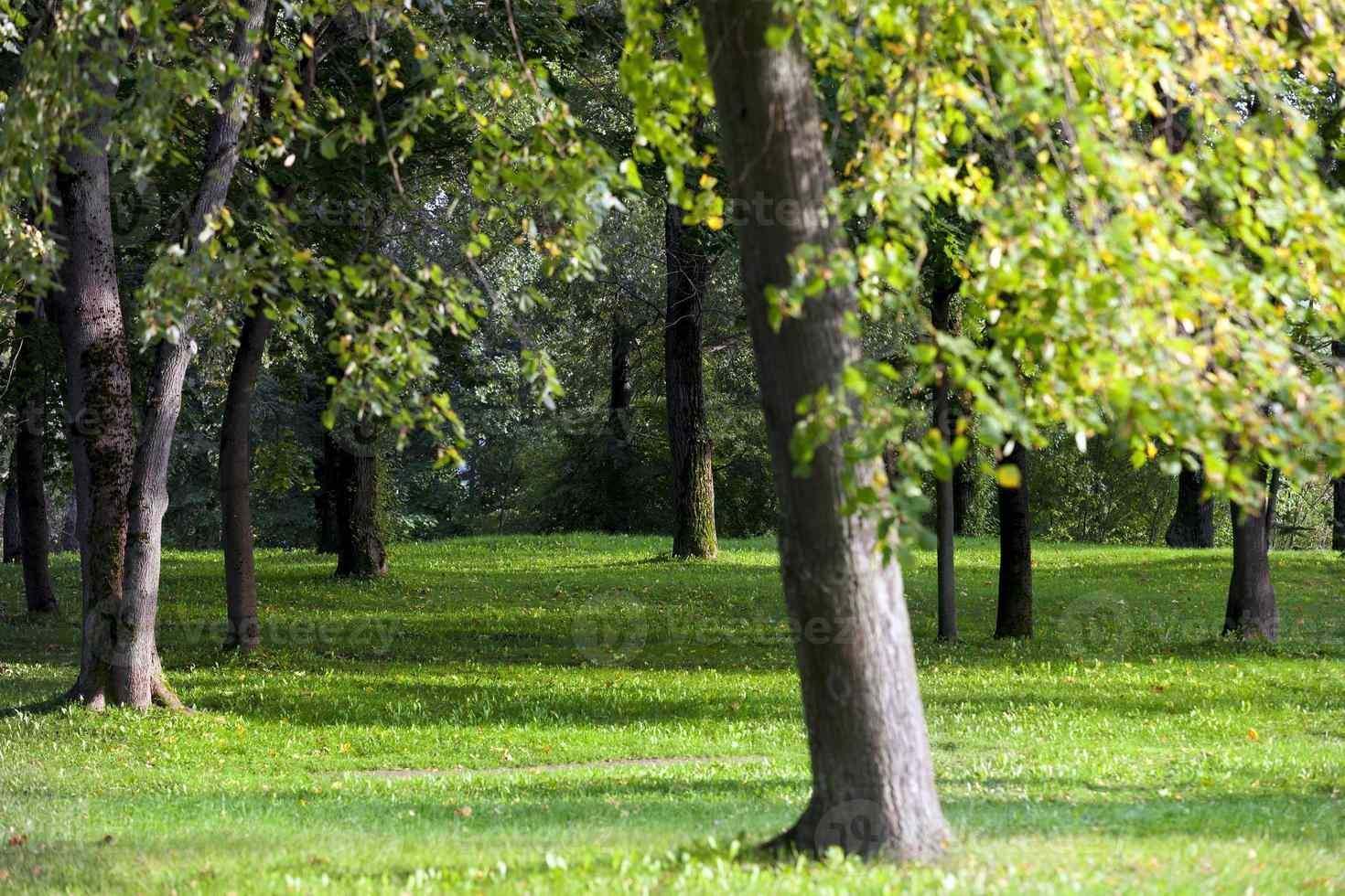 árboles de hoja caduca en el parque foto