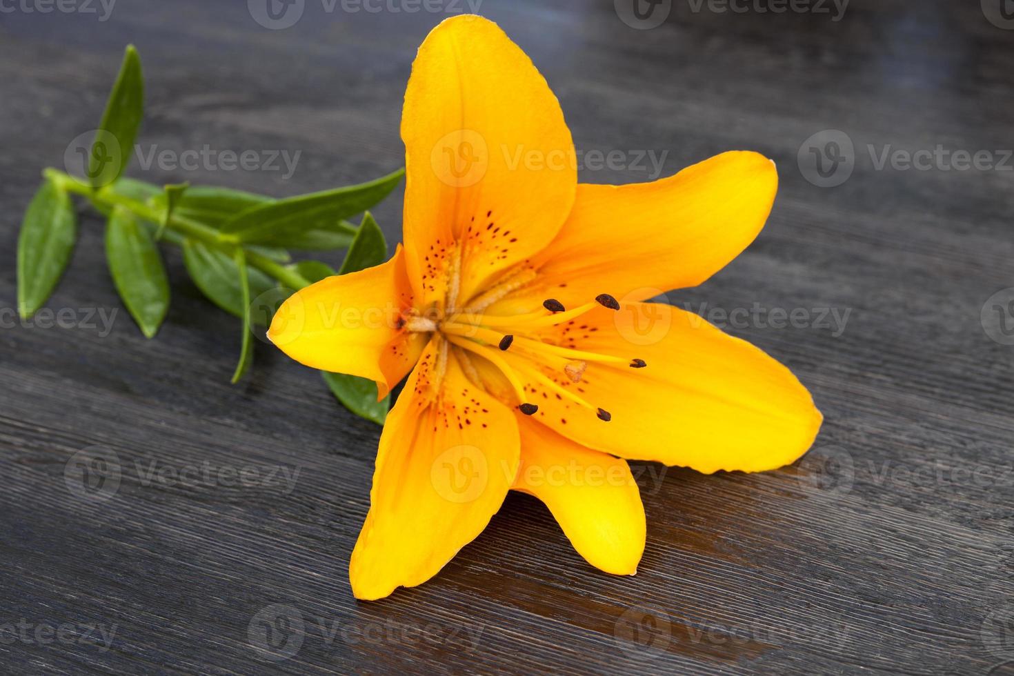 orange lily flower photo