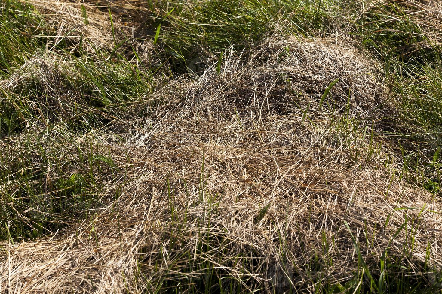 mown and dried grass for animal feed photo