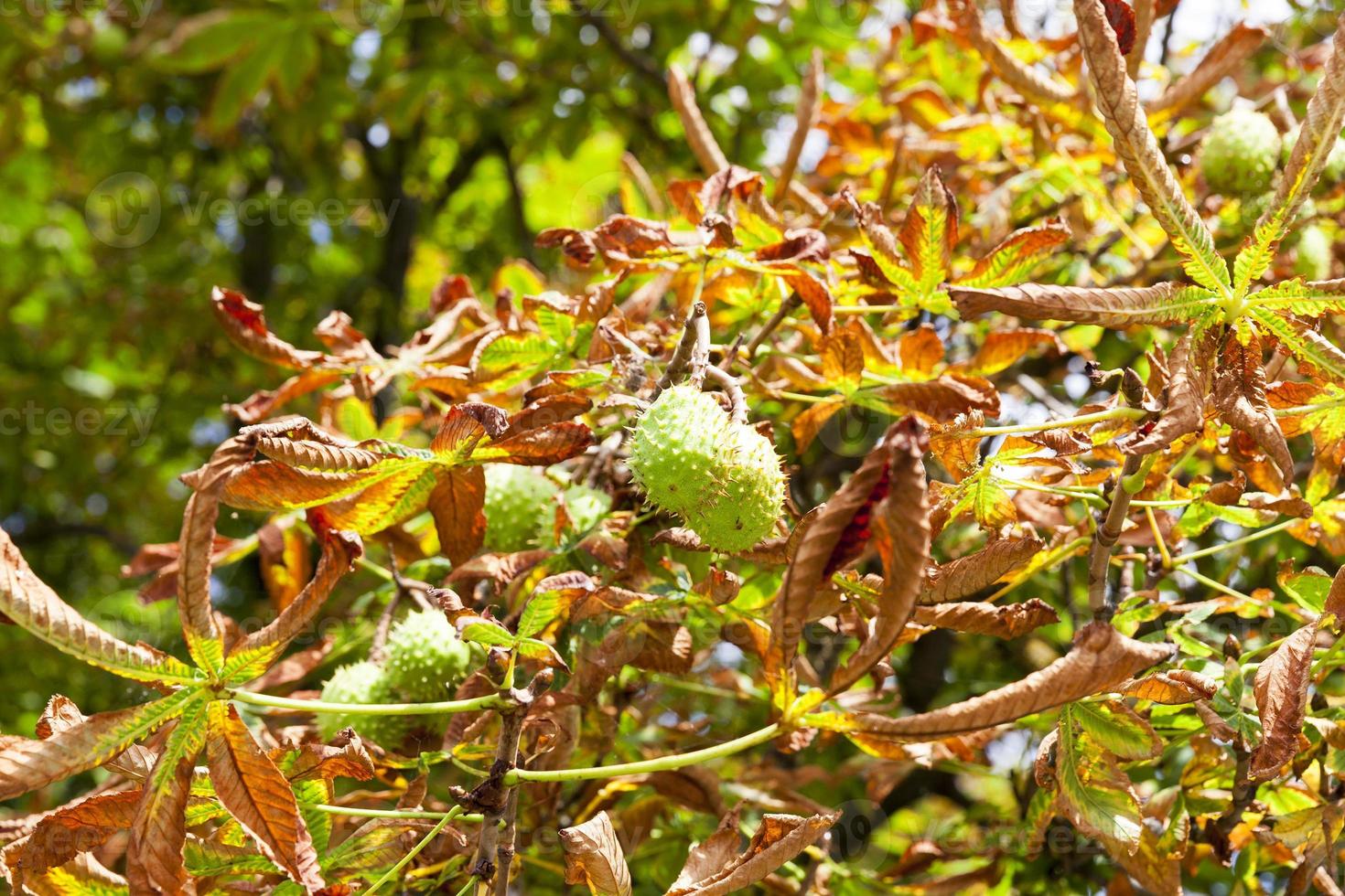 the leaves on the trees photo