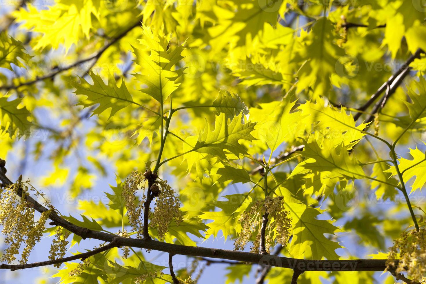 beautiful yellow green foliage photo