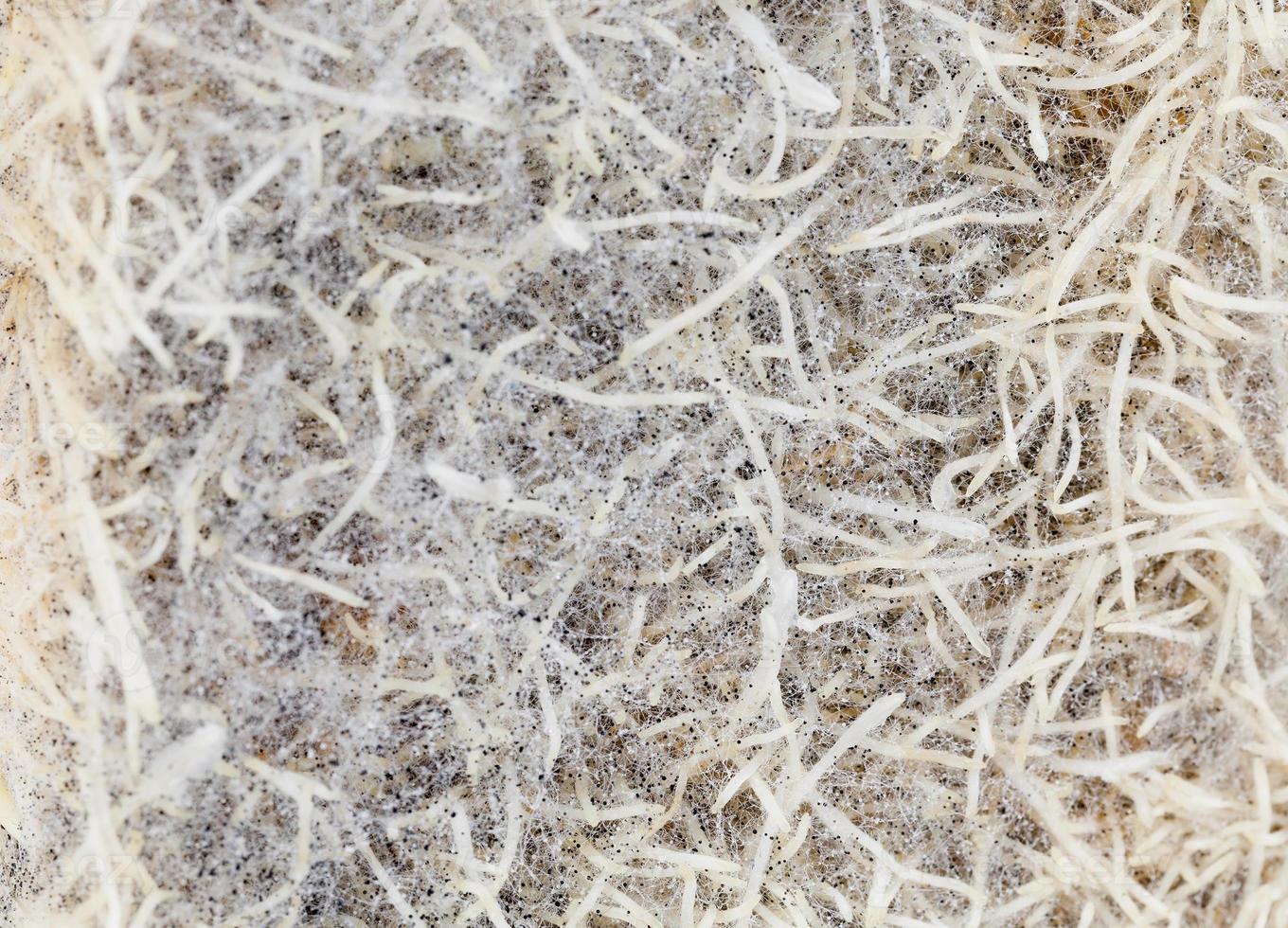 roots of wheat photo