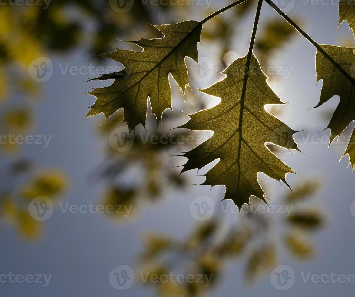 beautiful yellow green foliage photo