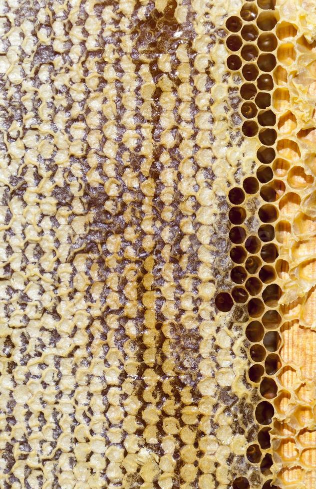 honeycombs with honey photo