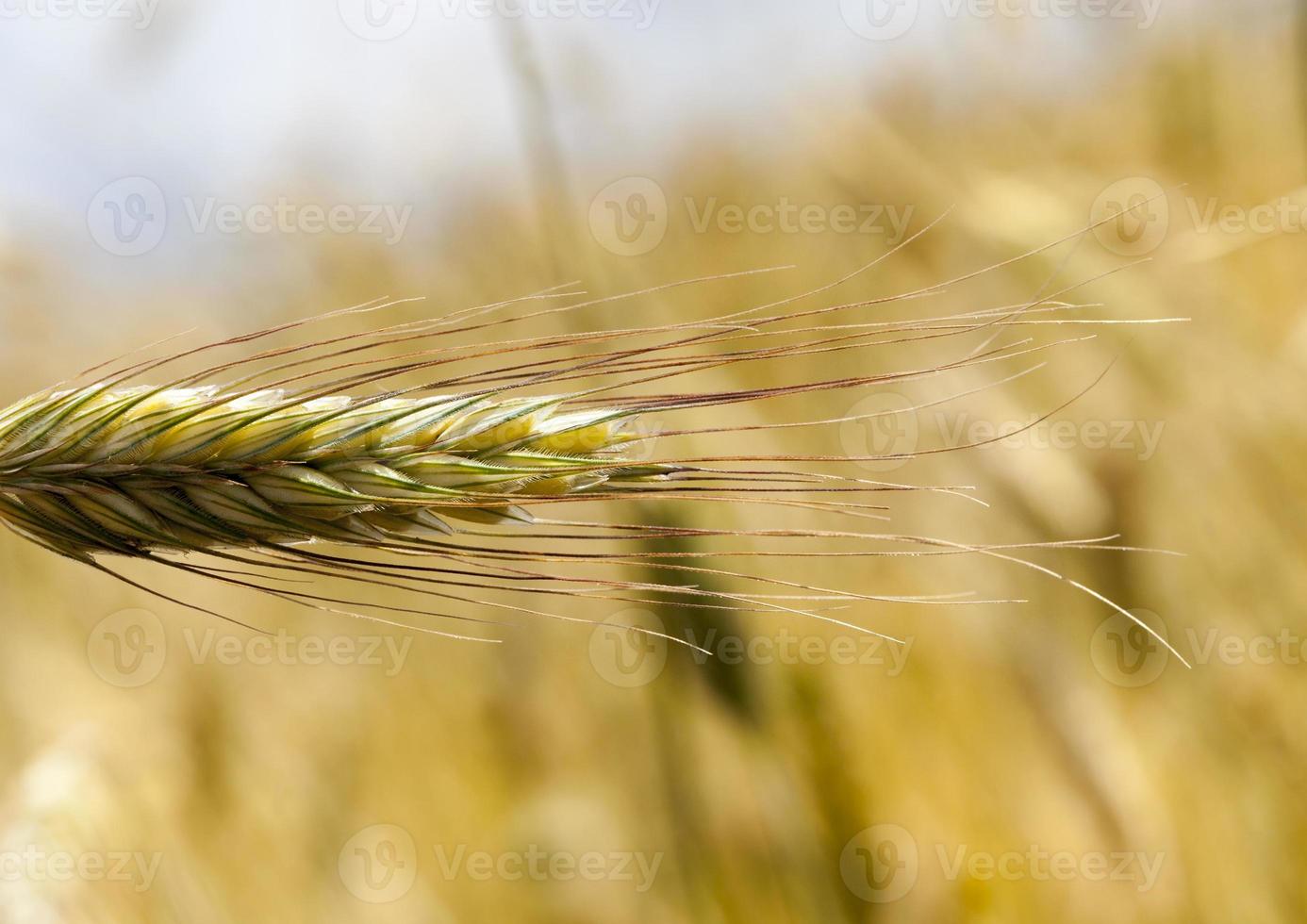 ears of rye photo