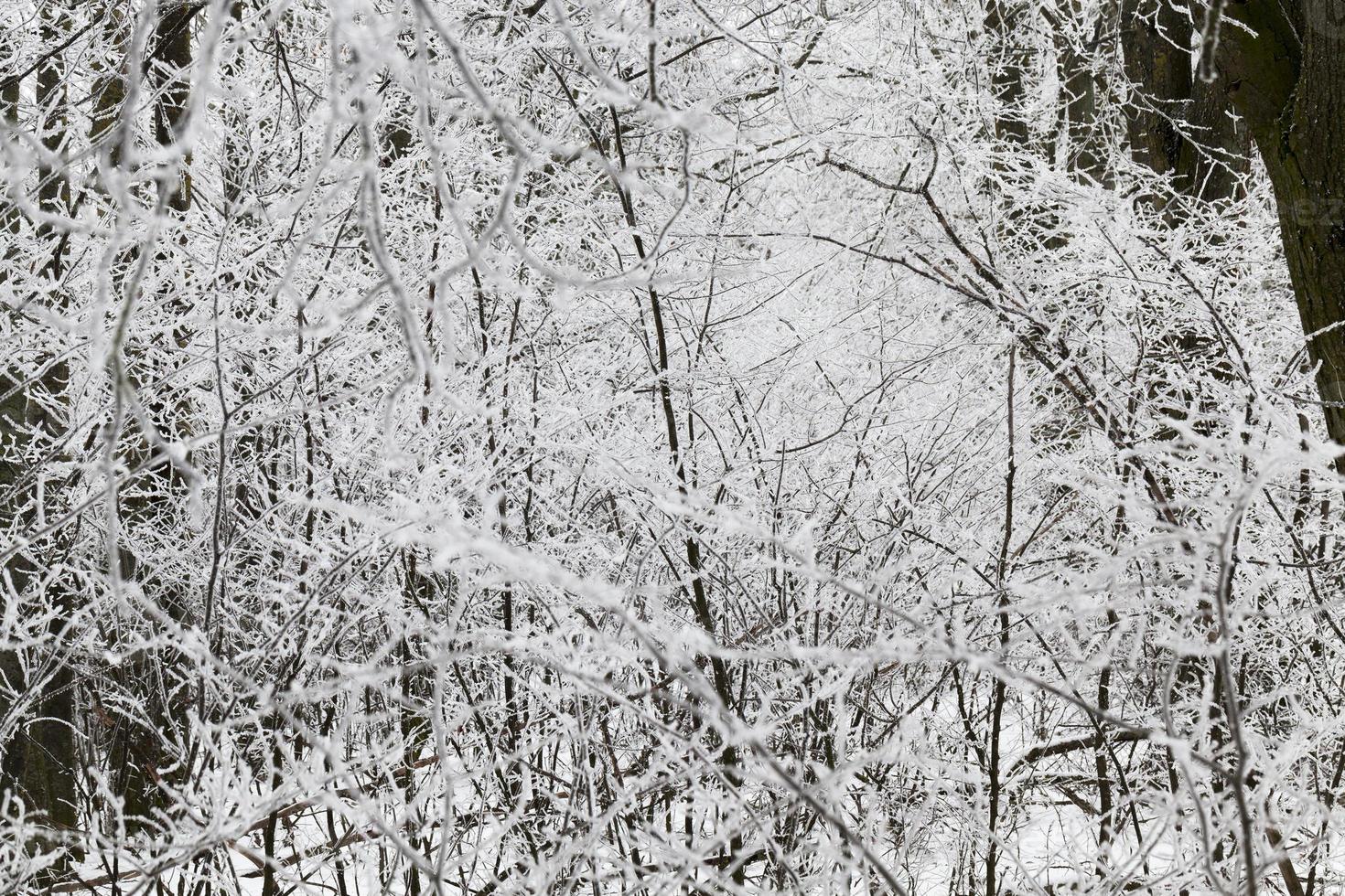 Photographed winter forest photo
