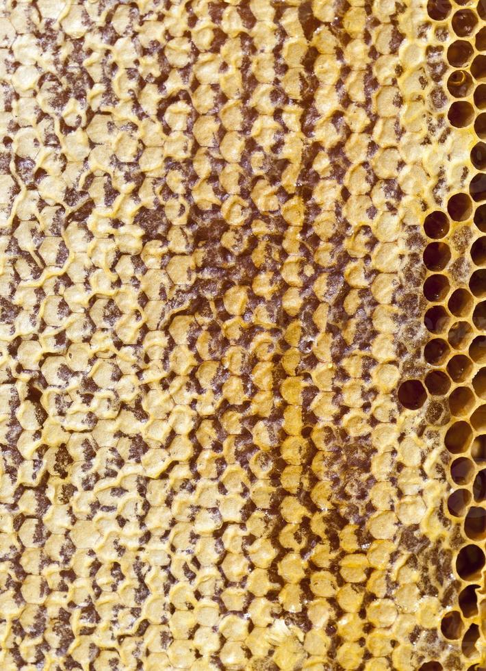 closed honeycombs, close up photo