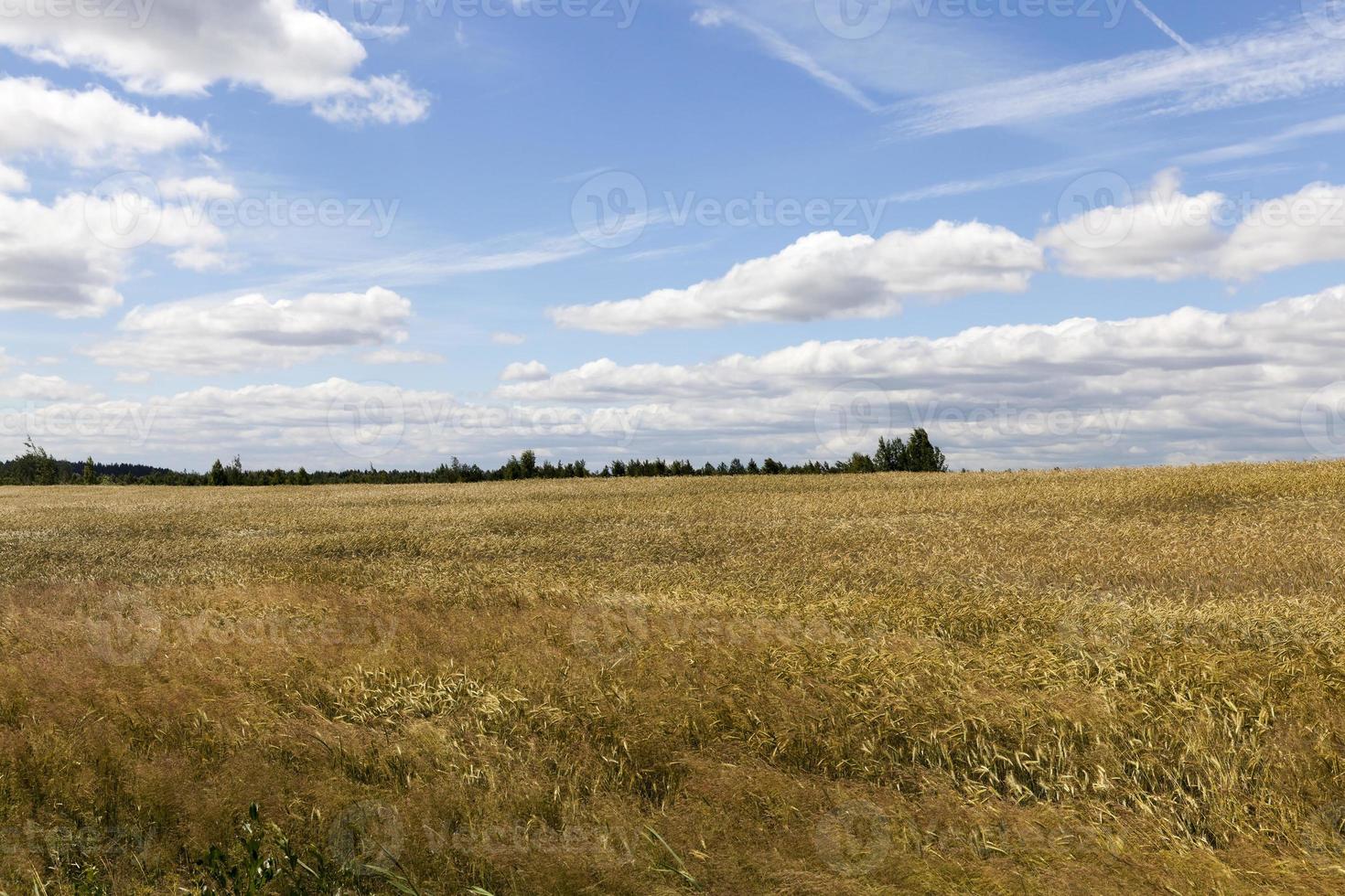 yellow green grass rye 9712210 Stock Photo at Vecteezy