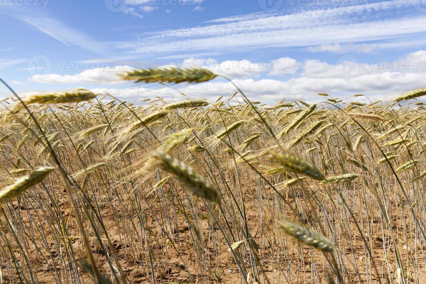 yellow green grass rye 9712211 Stock Photo at Vecteezy