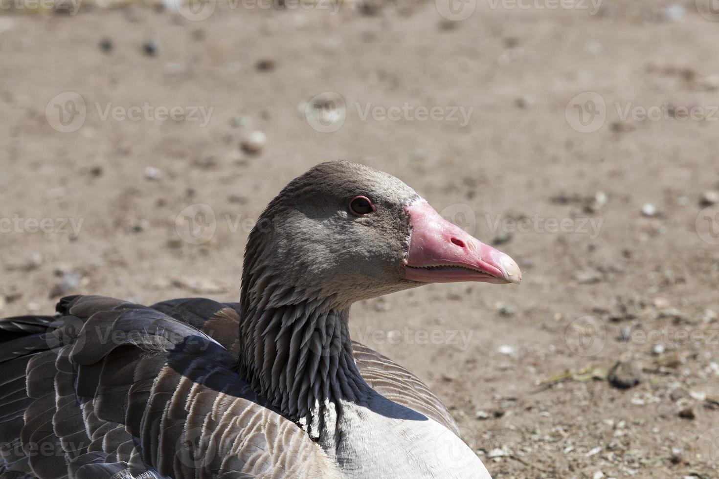 sitting duck, close up photo