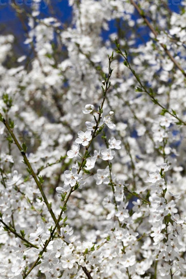 blooming white cherry photo