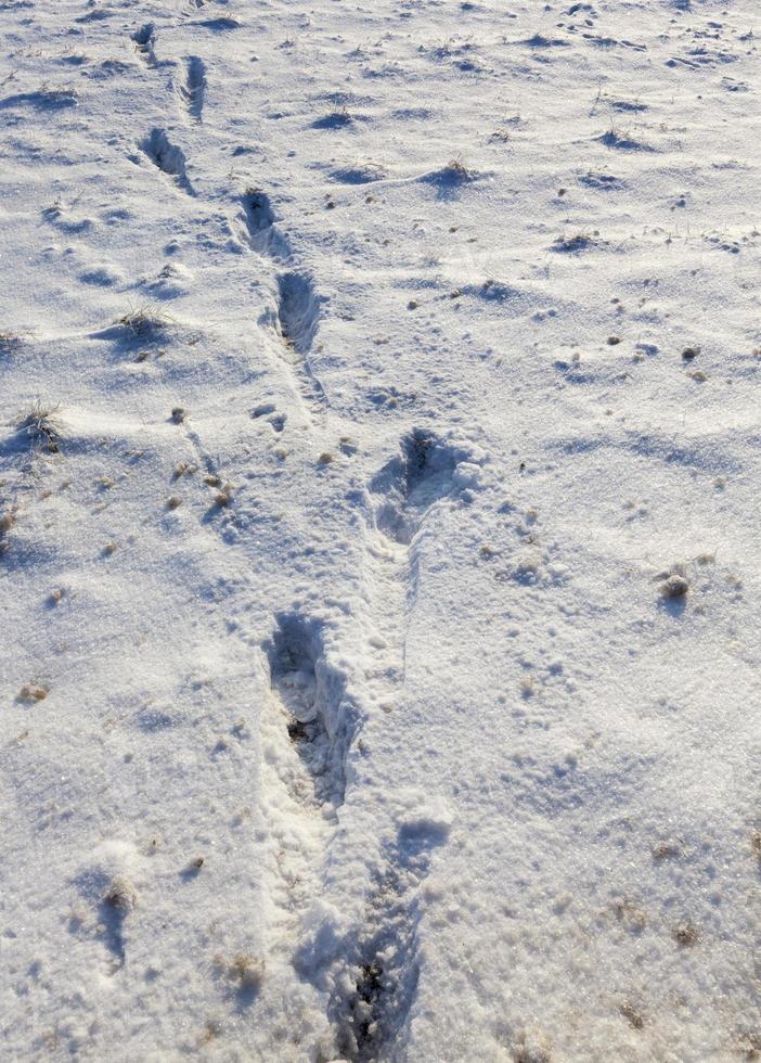 footprints and dents in the snow after people passed photo