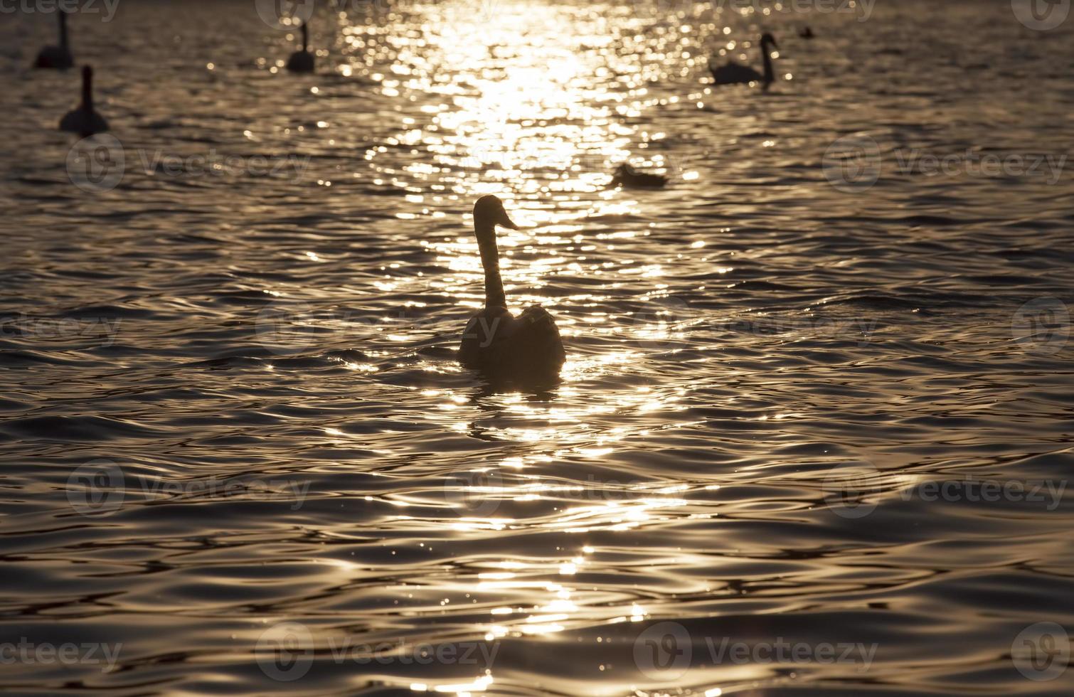 Cisne blanco solitario de primer plano, hermosos cisnes de aves acuáticas foto