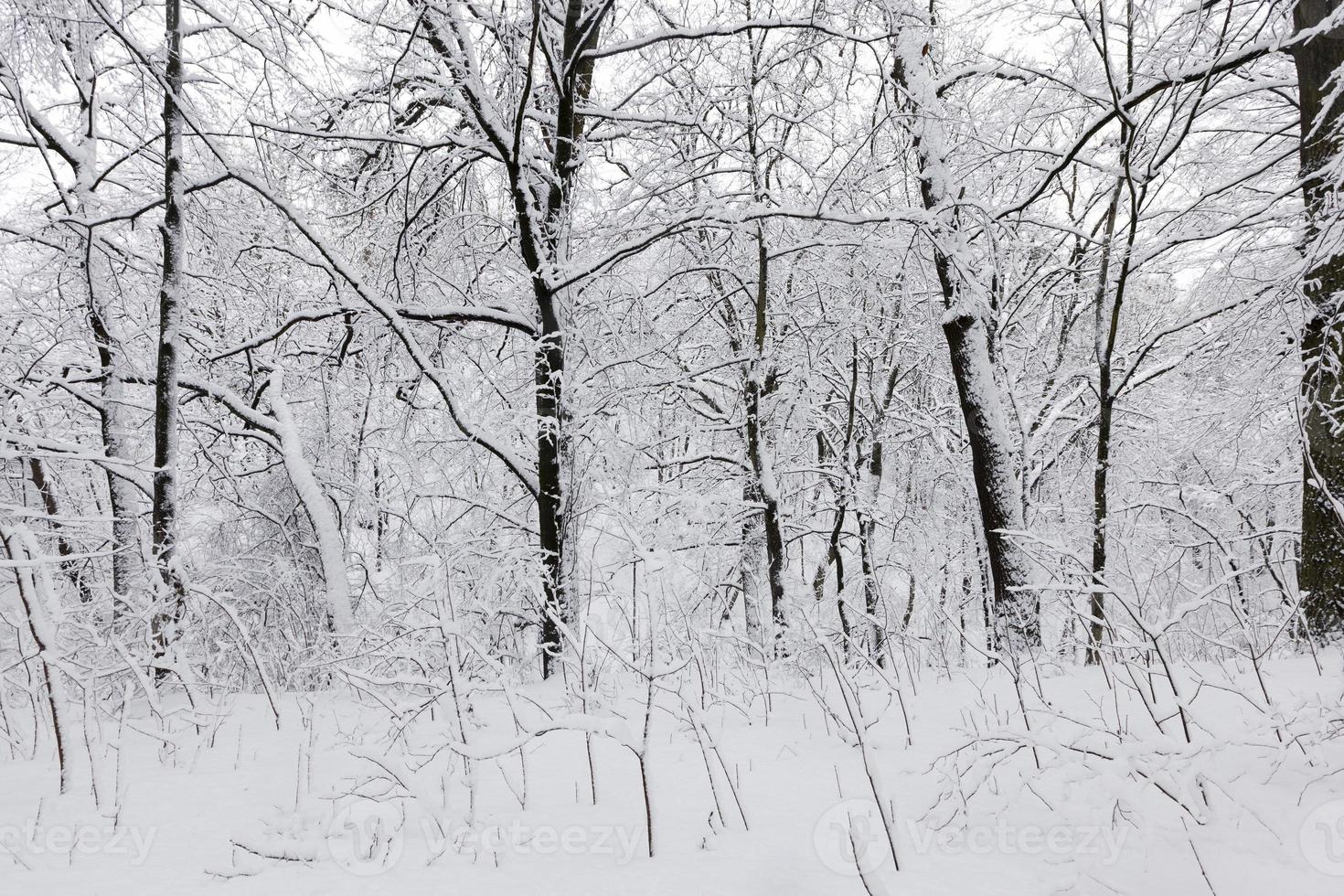 trees in the winter season on the territory of the park photo